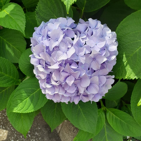 紫陽花　パープル